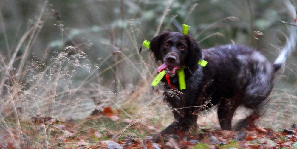 Wachtelhund