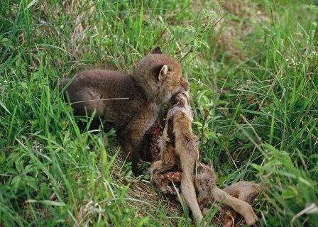 Rävvalp med rester av rådjurskid. Foto: Kenneth Johansson