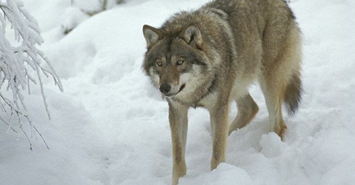 Varg i snö. Foto: Göran Ekström