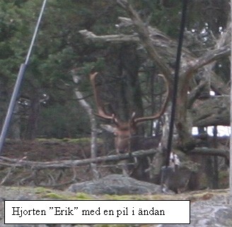 Eftersöksprojektet